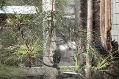Pinzones azules (en la foto) del Teide y de Gran Canaria, el camachuelo de las Azores, el herrerillo canario, el mosquitero canario, la alondra de Raso o el reyezuelo de Madeira son verdaderas joyas para los ornitólogos.