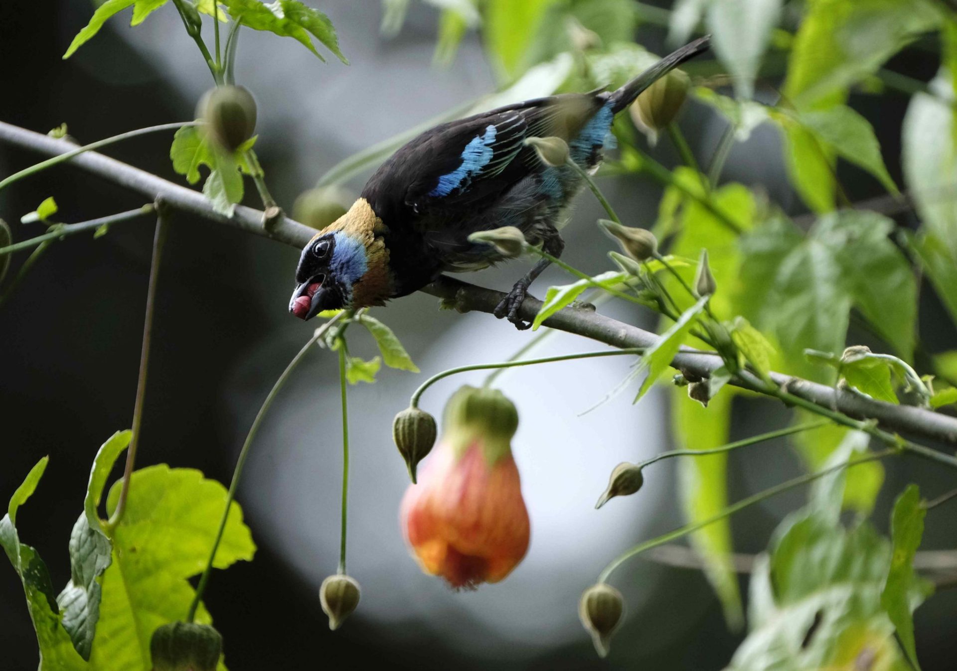 Ejemplar de tangara en el Parque Nacional Río Loro.