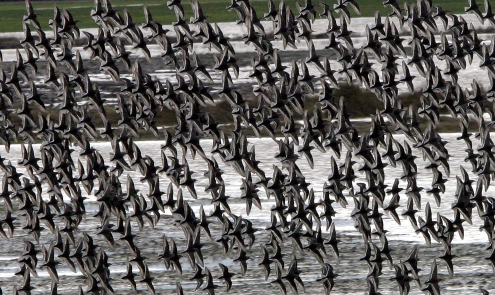 Aves en invierno en el área de Skagit, al oeste de Conway (EEUU). Los visitantes pueden observar gansos, águilas y cisnes trompeteros. EFE Barry Sweet