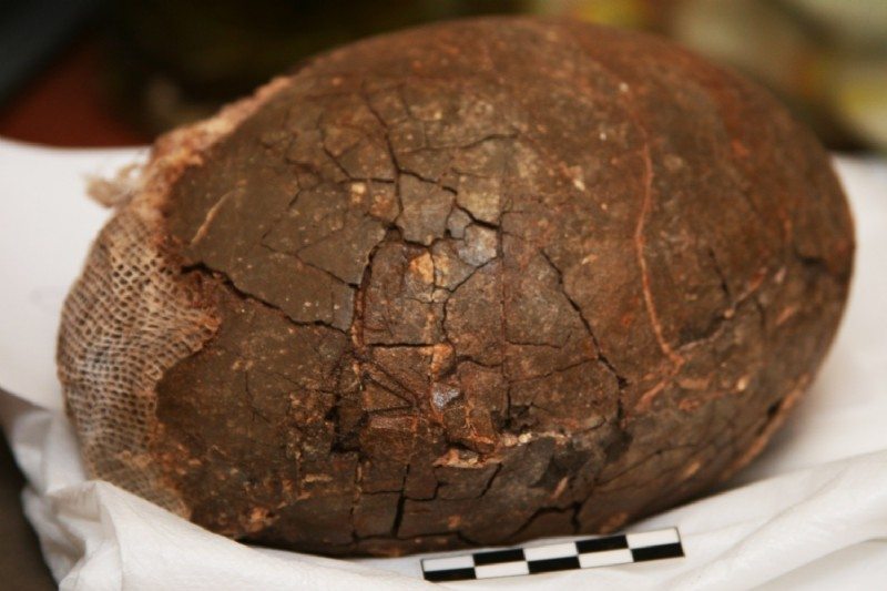 Los huevos fósiles hallados en Lanzarote confirman que pertenecen a un ave terrestre, no voladora, de unos 4 millones de años de antigüedad.
