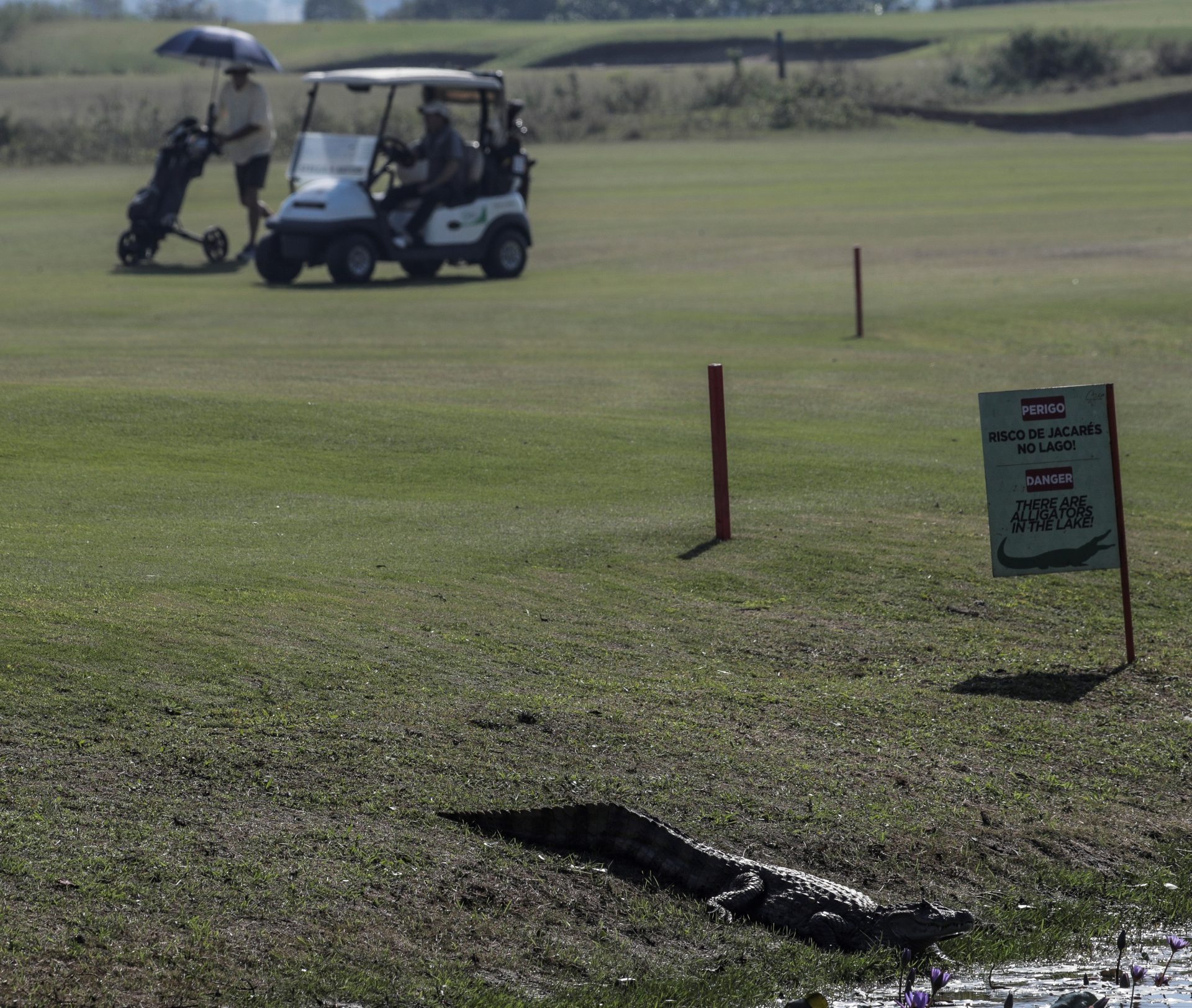 animales salvajes pandemia golf