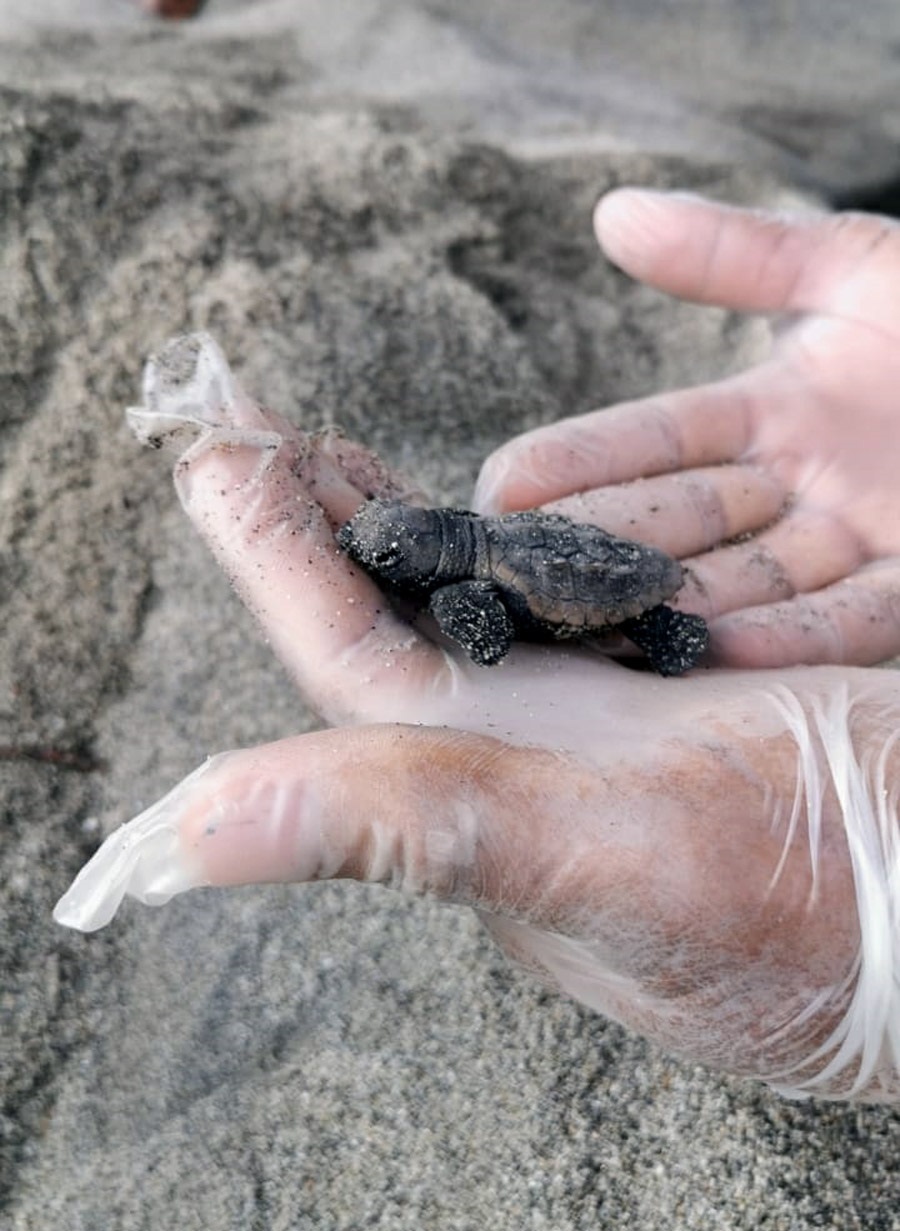 tortuga boba cría