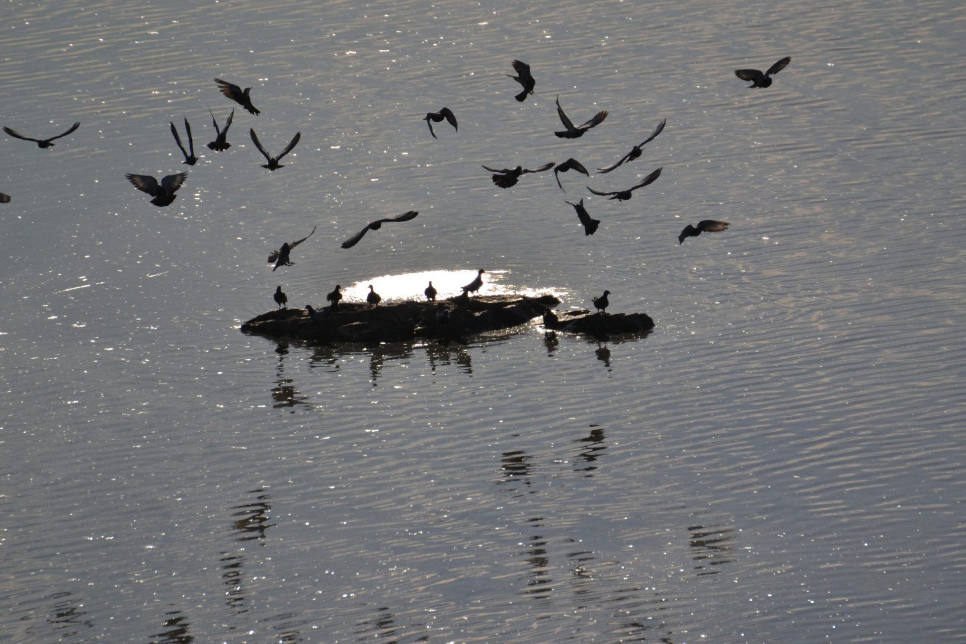 El remanso del agua del Guadiana a su paso por Badajoz, como consecuencia del azud construido aguas abajo de la ciudad, ha acabado generando un ecosistema que reúne unas condiciones únicas para muchas especies de flora y de fauna, algunas de ellas endémicas de la península ibérica. FOTO: Raúl Casado/EFE