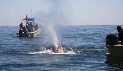 ballena gris 