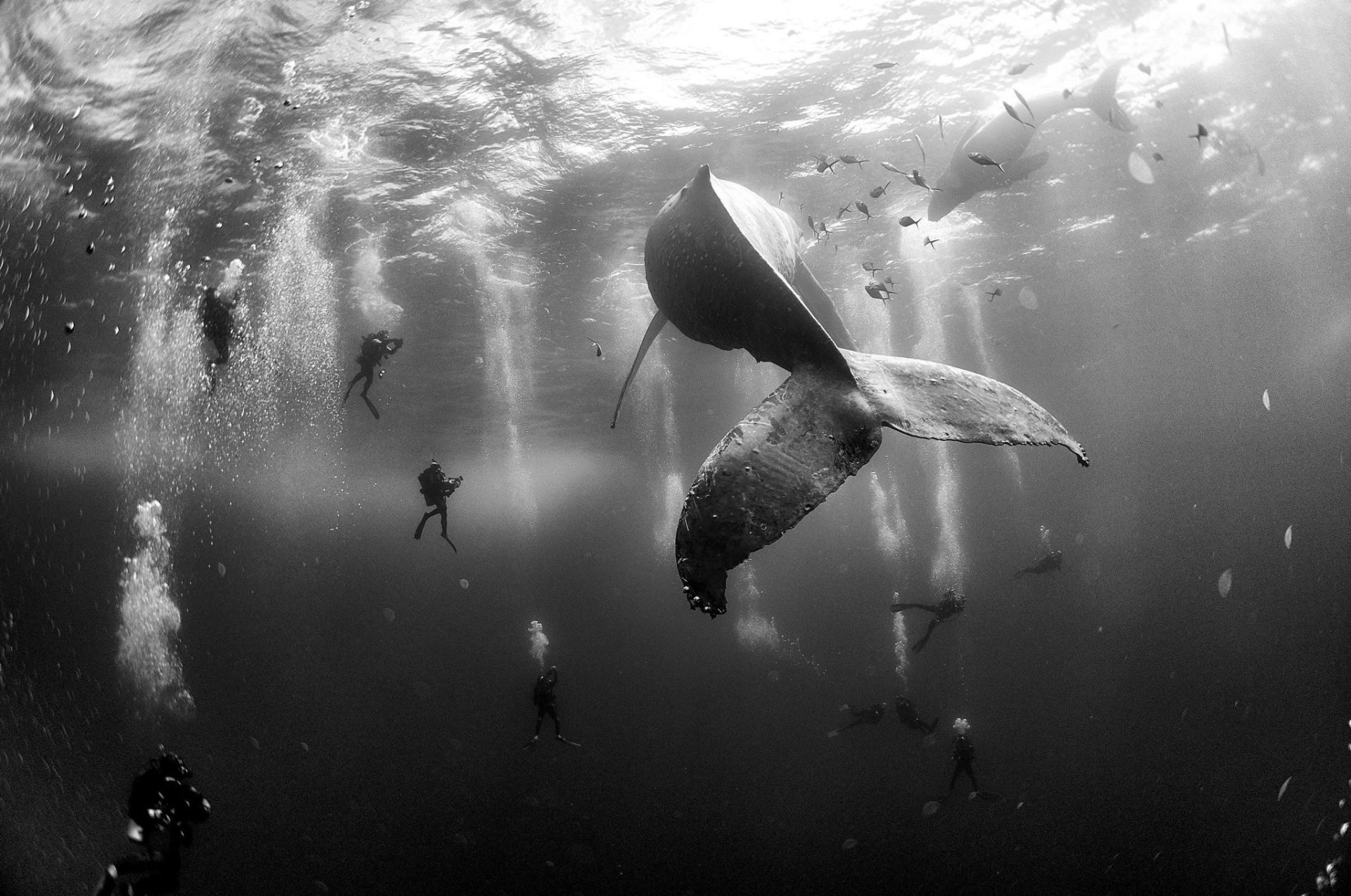 un grupo de submarinistas junto a una ballena jorobada y su cría en aguas de Roca Partida, en las islas Revillagigedo, México, el 28 de enero de 2015. captada por el fotógrafo mexicano Anuar Patjane Floriuk que ha sido galardonada con el segundo premio Nature (Naturaleza), en la categoría individual, de la 59ª edición de los Premios World Press Photo 2016.