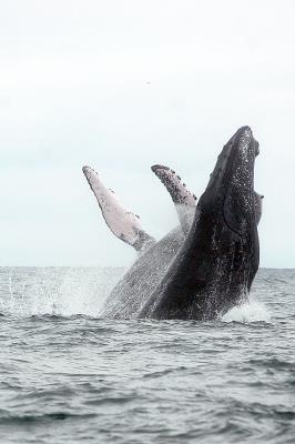 Salto de una ballena jorobada en aguas de Ecuador. 