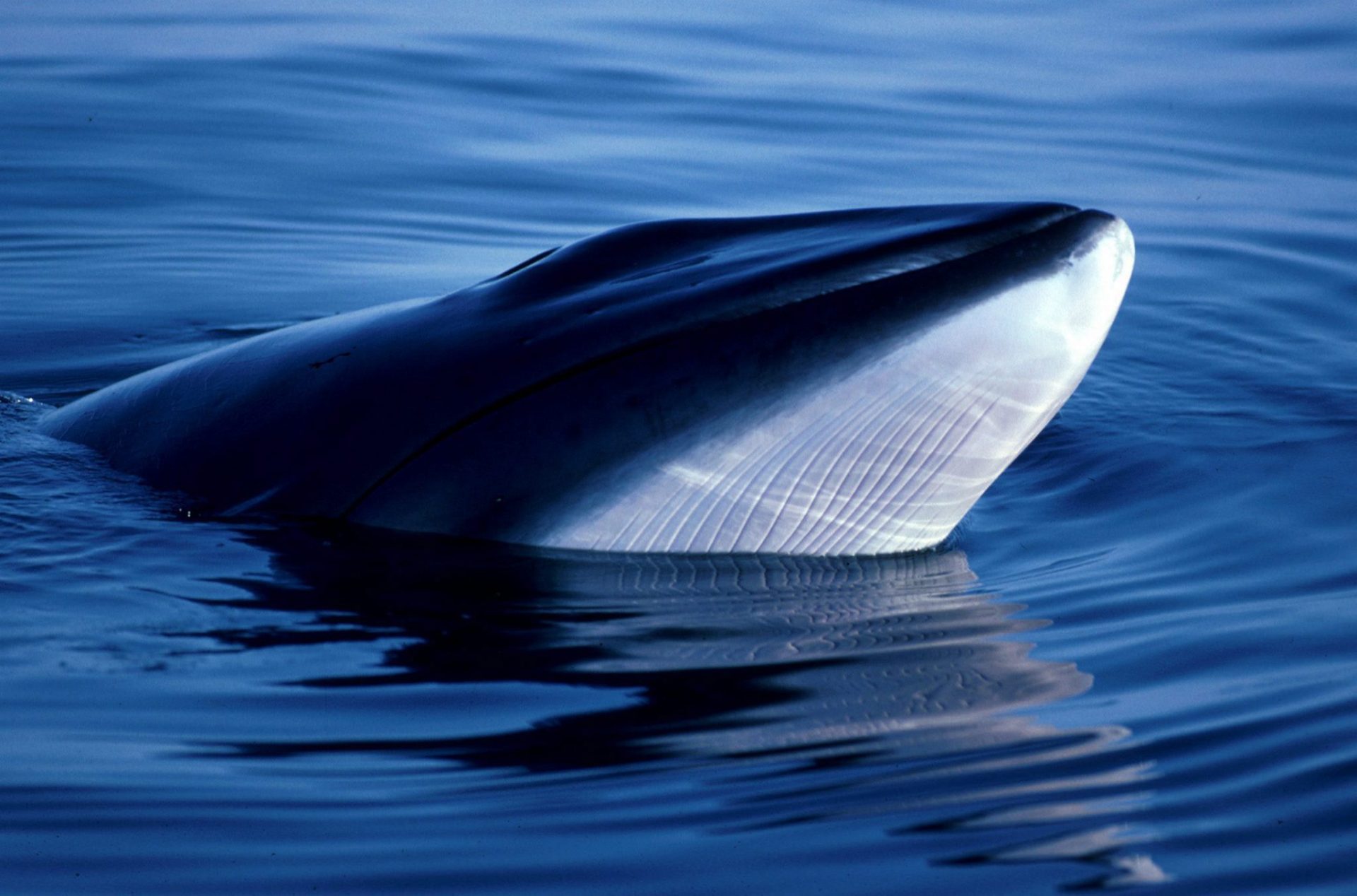 Una ballena minke. EPA