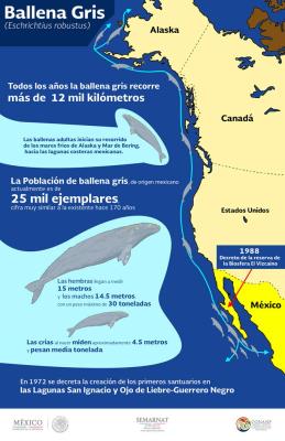 Mapa del trayecto de las ballenas desde Alaska al estado mexicano de Baja California. 