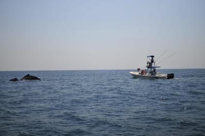 Una ballena se deja ver ante una lancha de avistamiento de cetáceos.