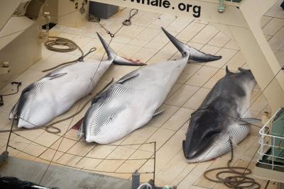 Foto de la organización Sea Shepherd de 2014 en la que denuncia la pesca de ballenas por parte de un buque japonés en aguas del Santuario ballenero Austral, donde está prohibida su caza. 