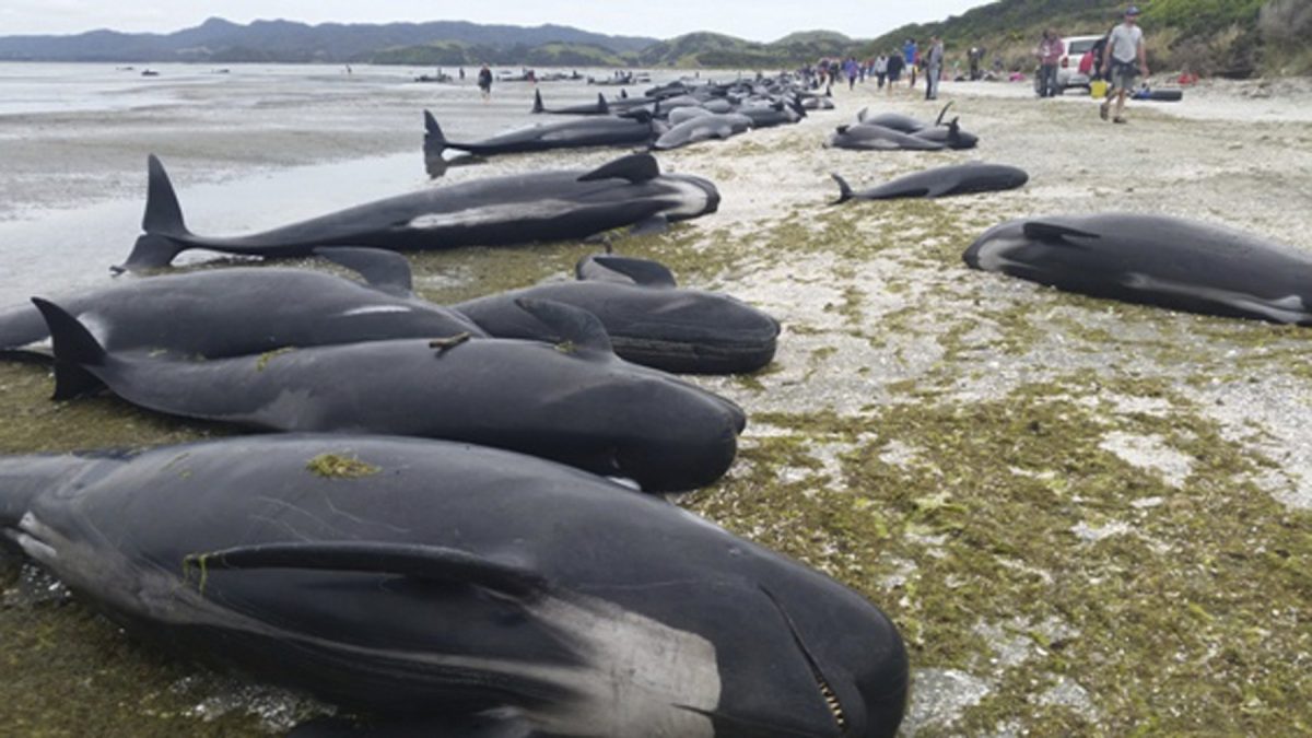 Docenas de ballenas varadas en una playa de Bahía Dorada en Nueva Zelanda.