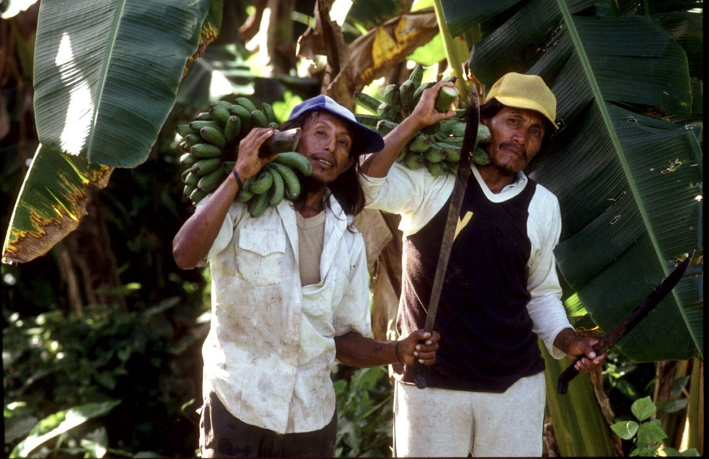 Fotografía facilitada por la FAO de unos trabajadores en una plantación de banana en Panamá
