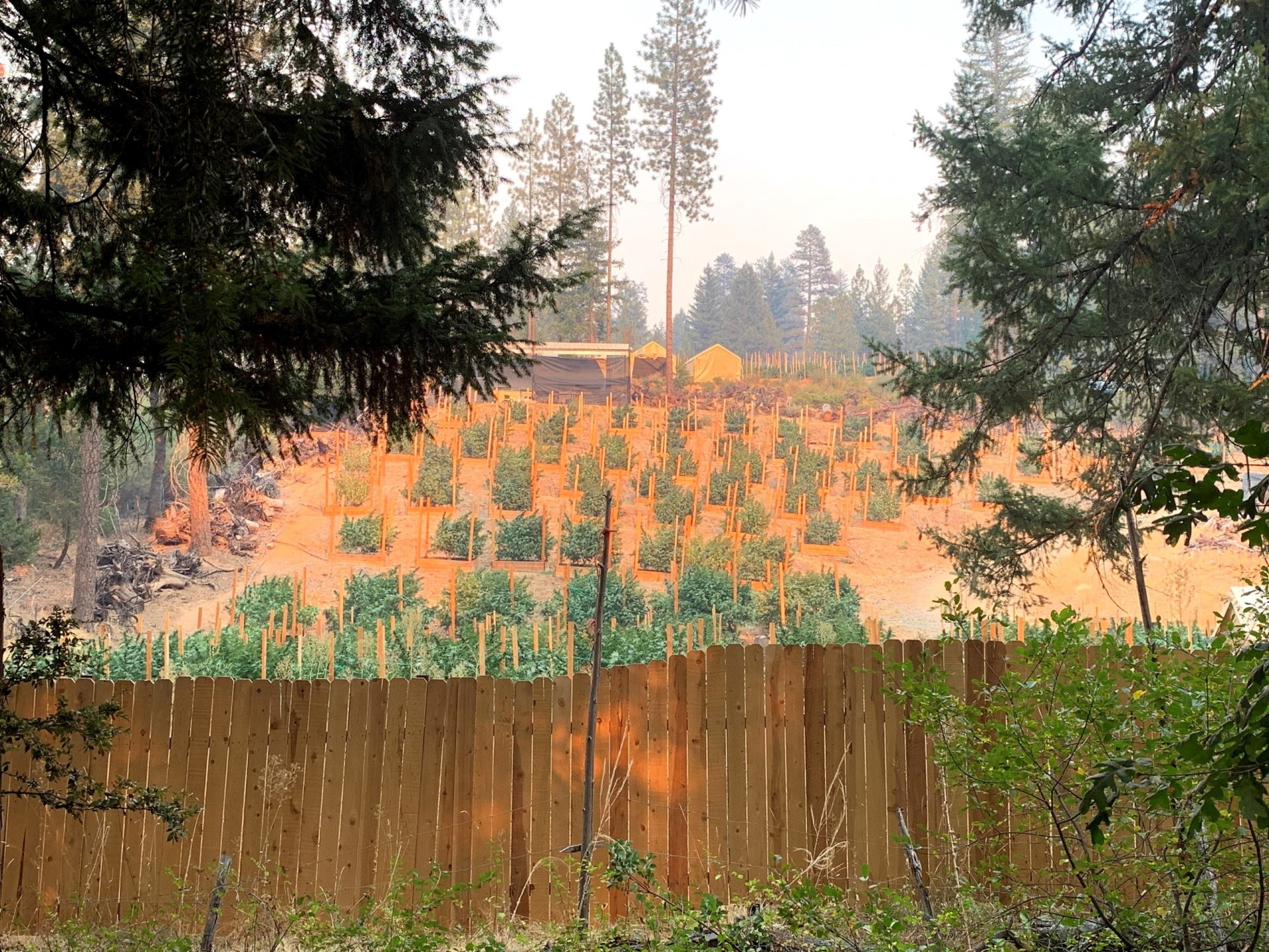 incendios marihuana california