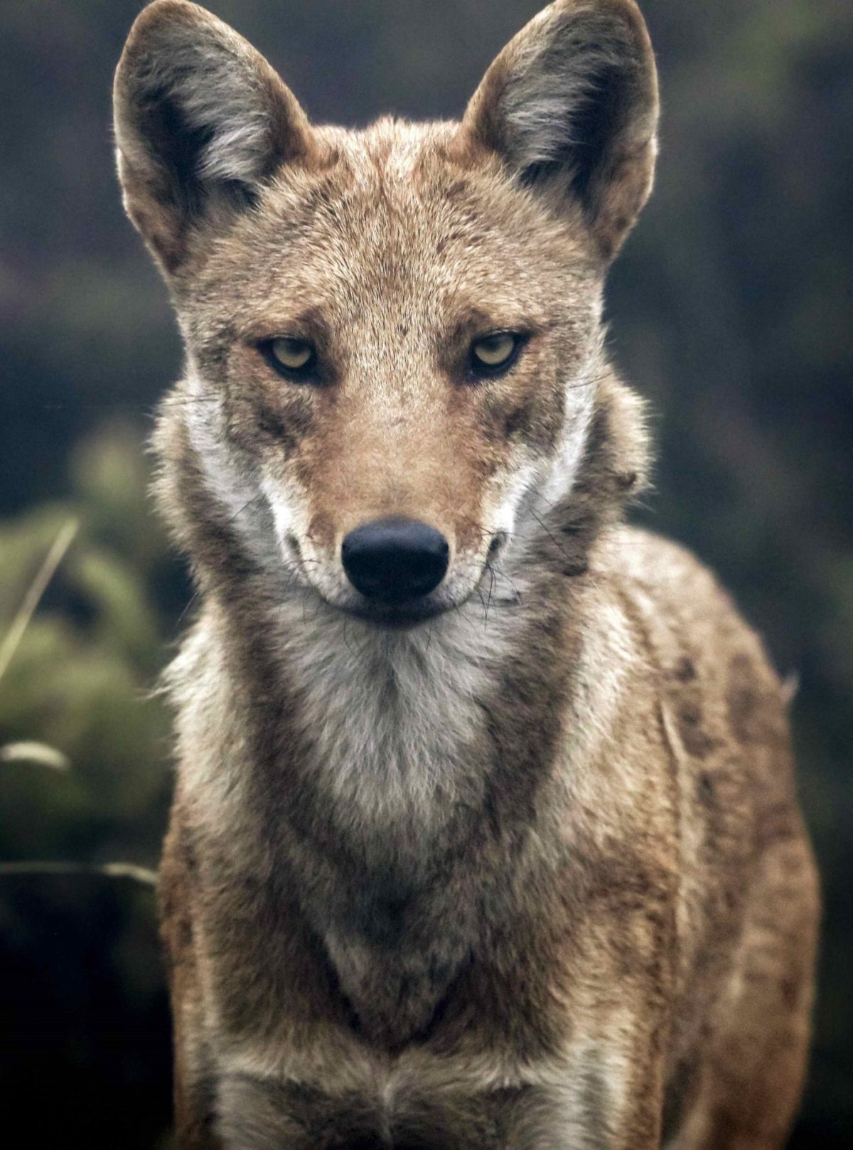 El coyote está a punto de entrar a Colombia pero es un invitado