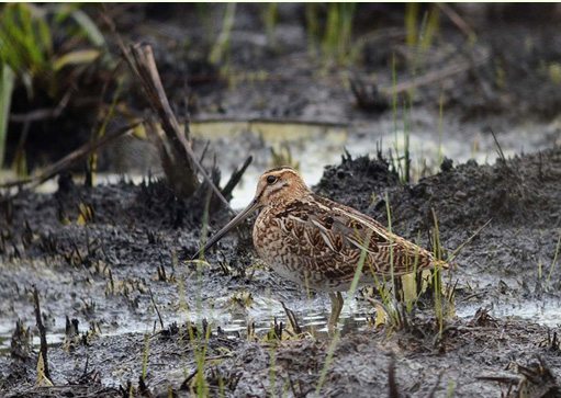 Ejemplar de becafina (galinago gallinago) en una imagen capturada de la web de a Sociedade Galega de Historia Natural (SGHN).