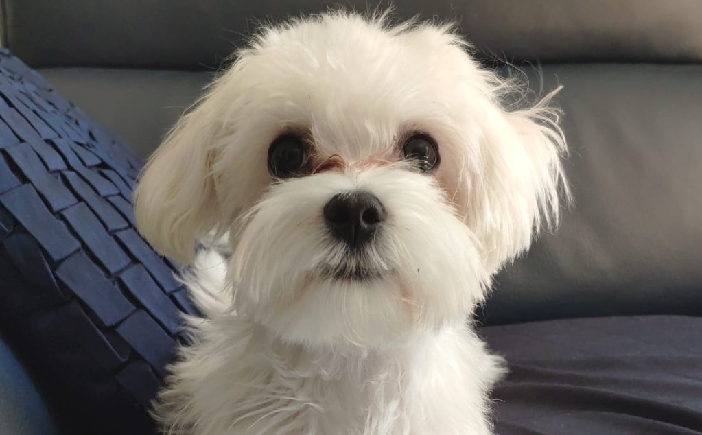 animales no son cosas