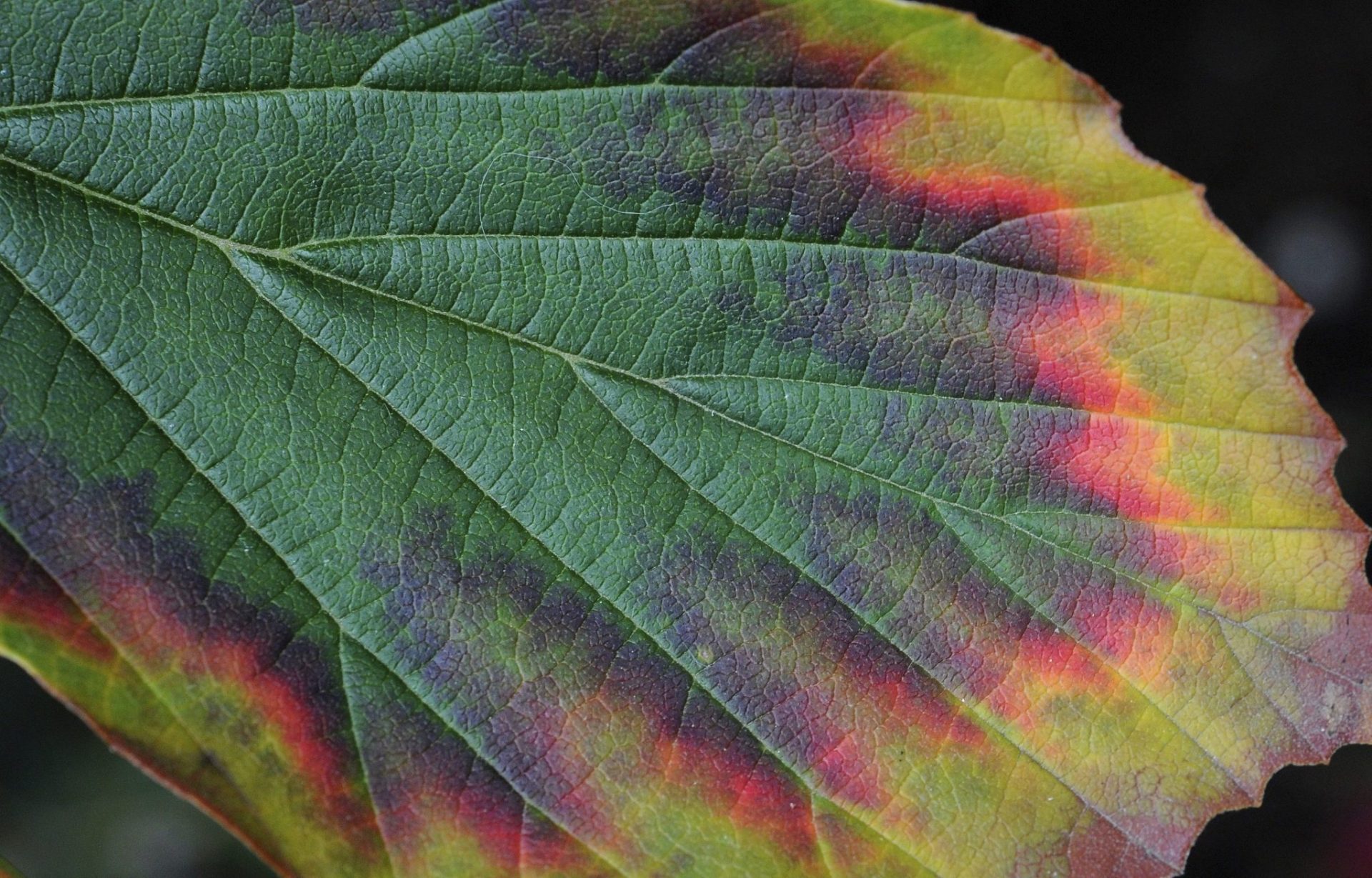 hoja de hamamelis