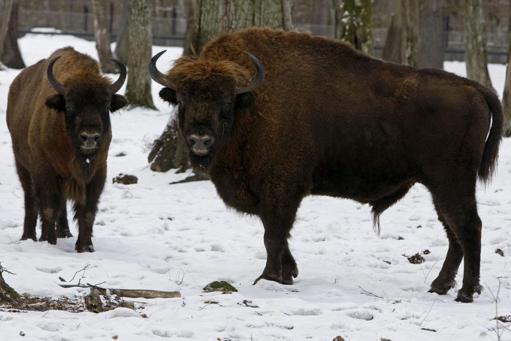 Bisontes europeos, los mayores mamíferos terrestres del continente en Bialowieza, que empieza a ser talado