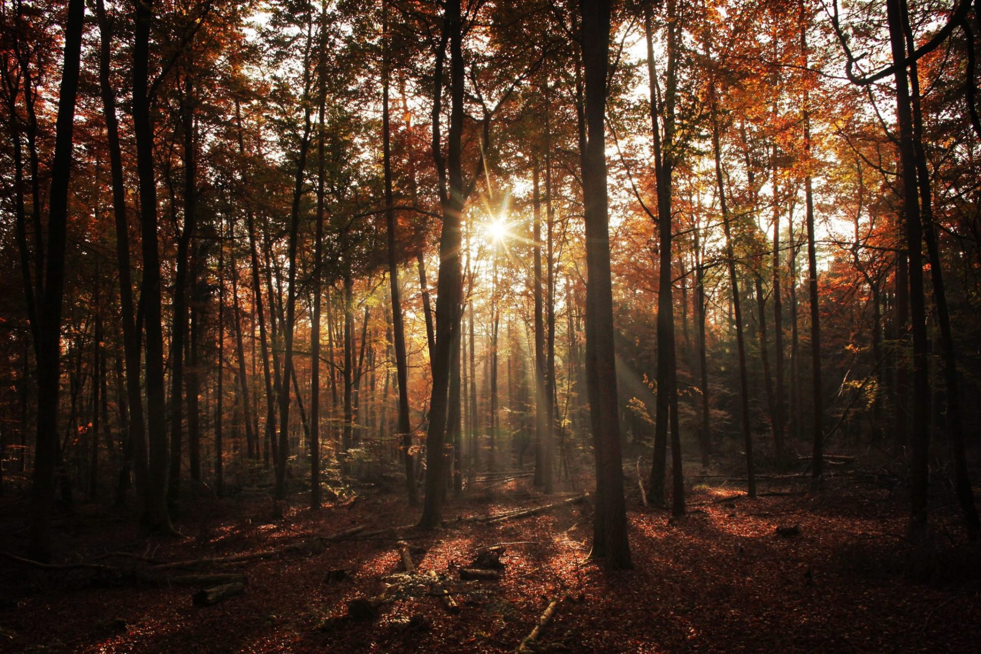 Atardecer en un bosque ubicado cerca a Grosskarlbach (Alemania).