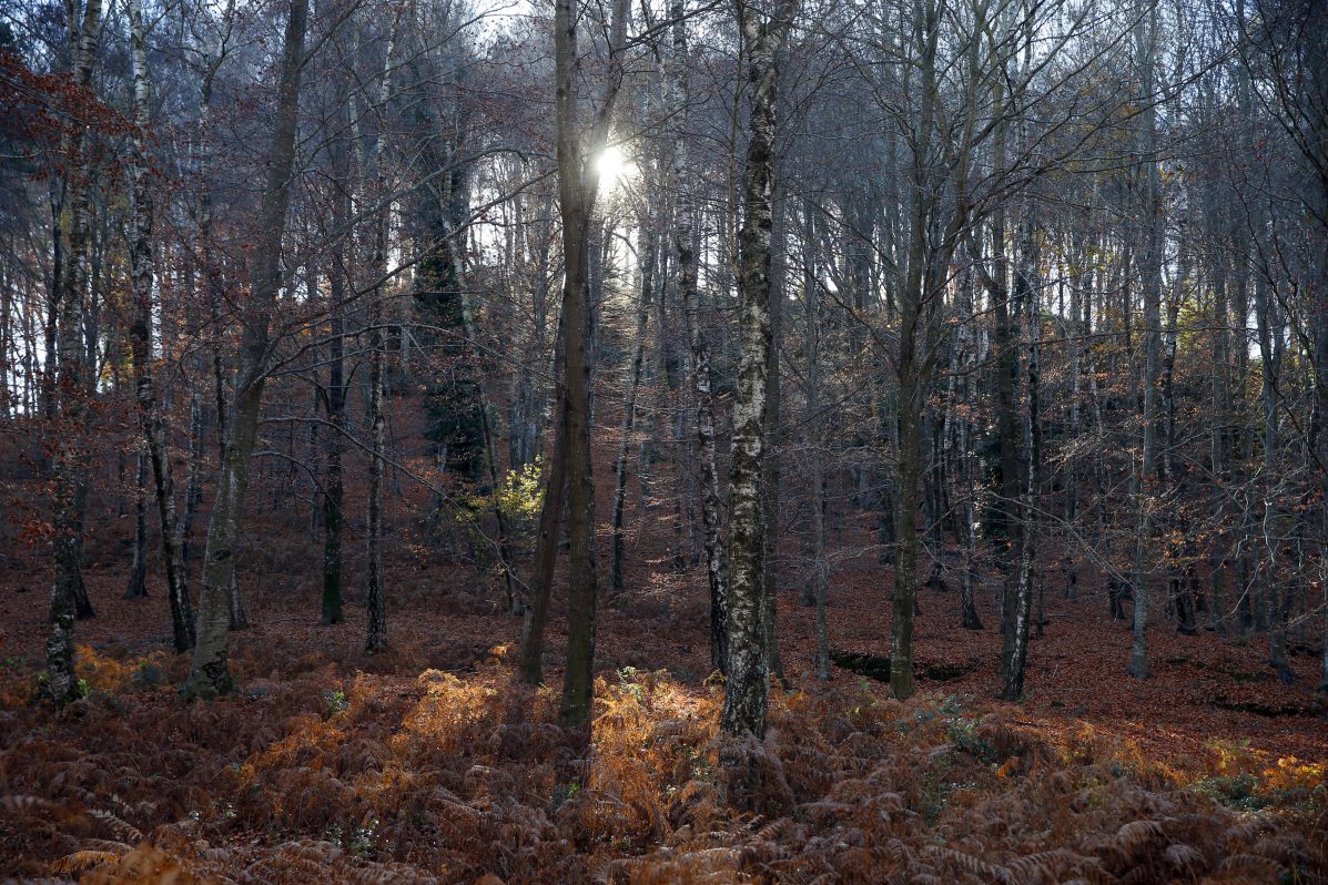 Foto de archivo de un bosque en La Garrotxa (Gerona).