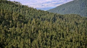 bosques