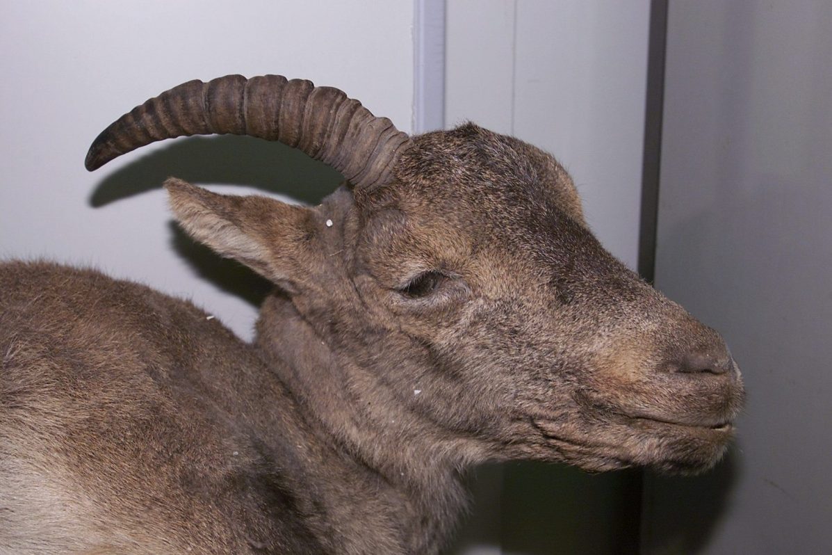 cuerpo congelado del último bucardo , una espece de cabra hispánica pirenáica