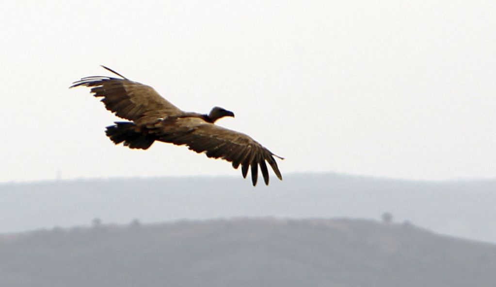 Las grandes aves carroñeras prefieren las áreas renaturalizadas