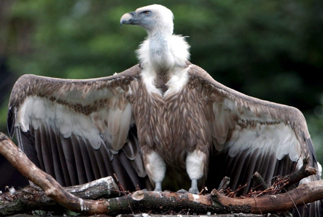 lobo y buitre leonado