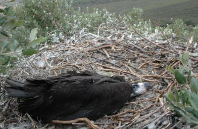 Cría de buitre negro en su nido con el equipo de GPS.