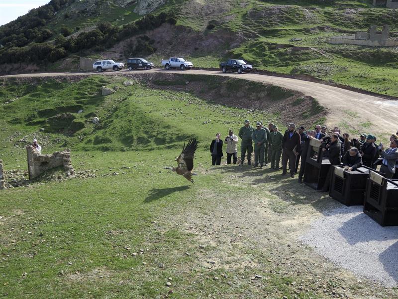 Suelta de buitres leonados en el Monte Musa.