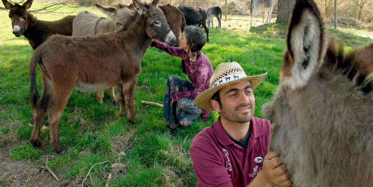 burros