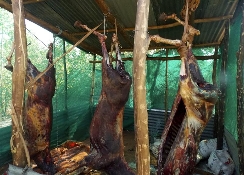Foto cedida por Highveld Horse Care Unit, que combate las matanzas ilegales de equinos en Sudáfrica, de cuerpos de burros después de ser despojados de sus pieles por los traficantes.