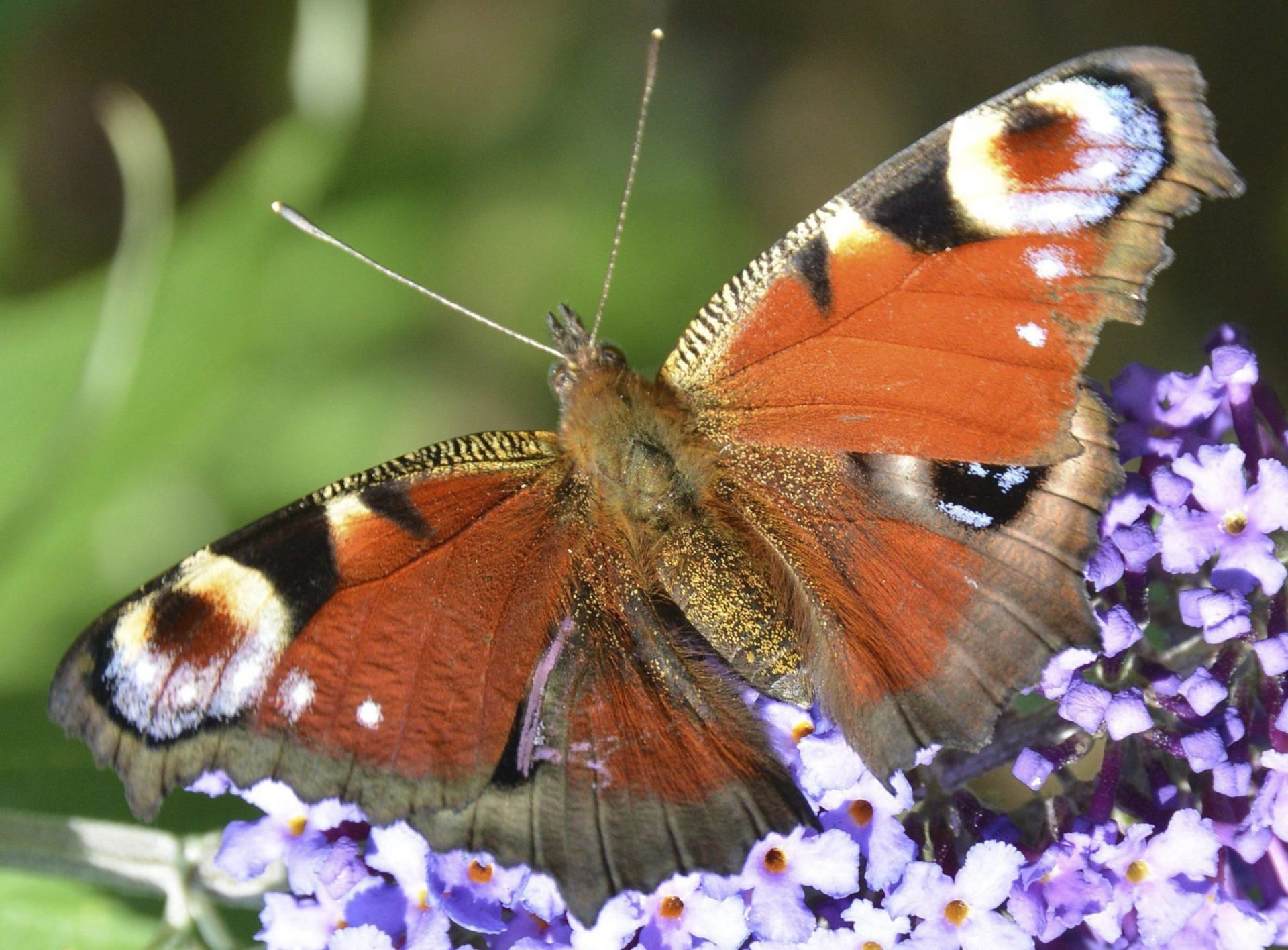 LA MARIPOSA PAVO REAL SE ENCUENTRA REPARTIDA EN LA ZONA EUROASIÁTICA