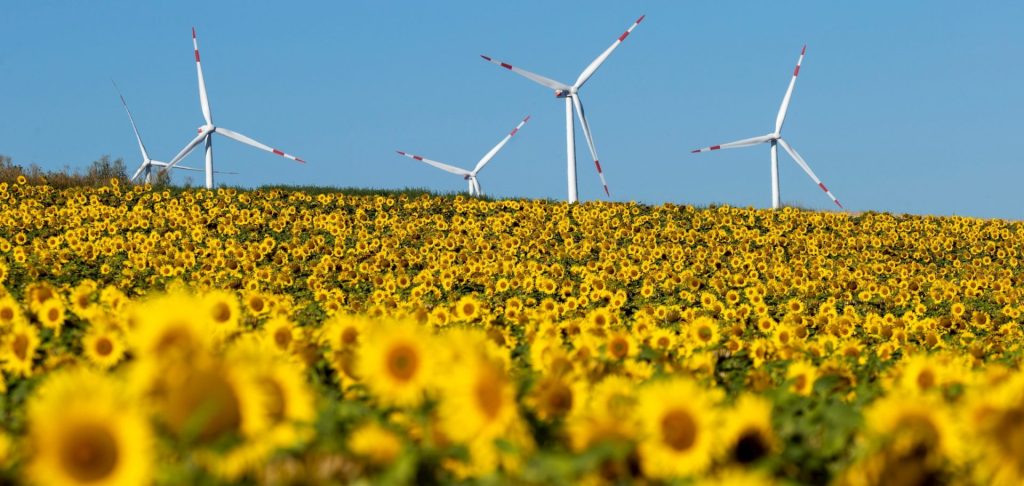 energía eólica girasol