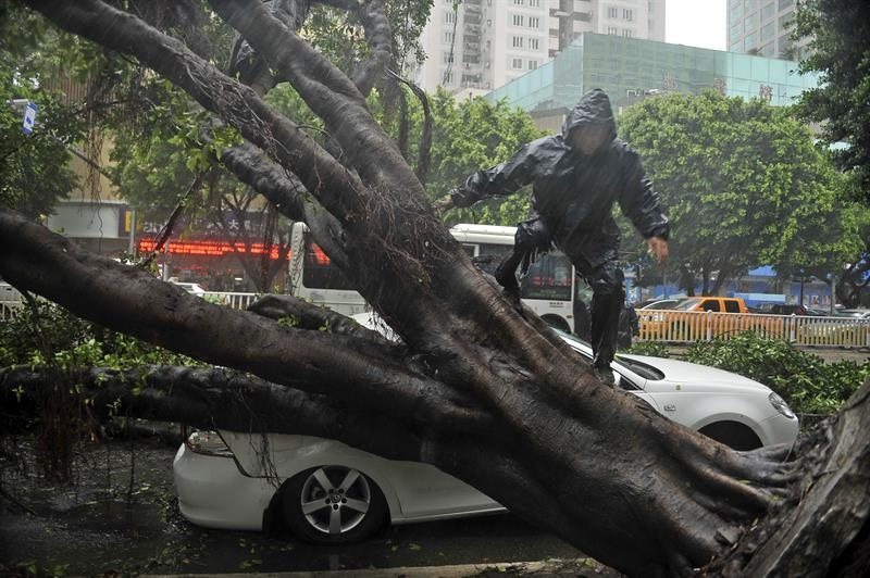 FUZHOU (CHINA), 23/07/2014.- Un hombre trepa sobre un árbol que ha destrozado un coche tras derrumbarse por las fuertes lluvias en una calle de Fuzhou en la provincia de Fujian, China, el 23 de julio de 2014.