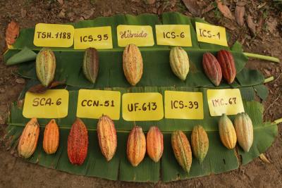 El Serfor denunció que sus técnicos fueron amenazados cuando inspeccionaron la actividad de Cacao del Perú Norte en Tamshiyacu, así como las comunidades indígenas y los habitantes de la zona. 