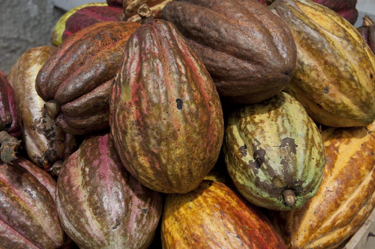 El grupo United Cacao ha deforestado parte de la Amazonía peruana sin permisos.