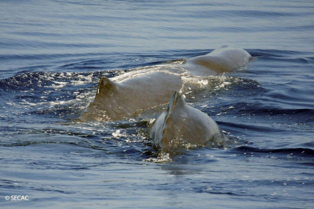 Dos ejemplares de cachalote avistados en aguas de Fuerteventura.