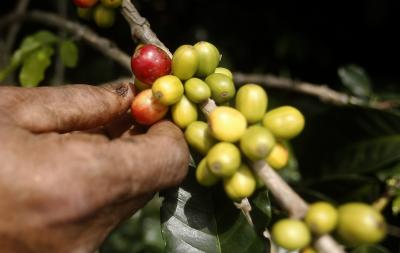 Cultivo de café en las montañas de Medellín (Colombia).