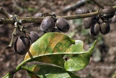 Detalle de una hoja de café infectada con el hongo de la roya en una finca cafetalera en el Paraíso (Honduras)