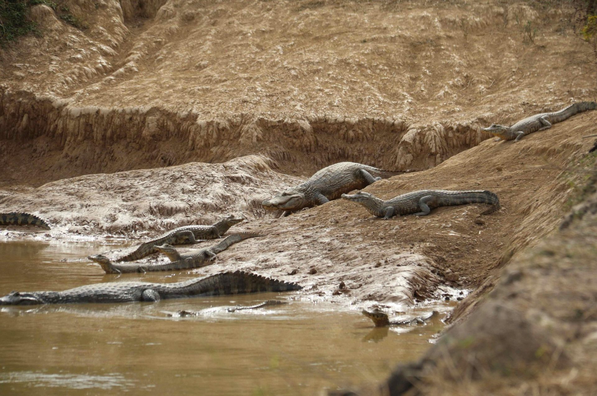 Un grupo de caimanes buscan agua en el seco río Pilcomayo, que discurre entre Bolivia, Paraguay y Argentina.