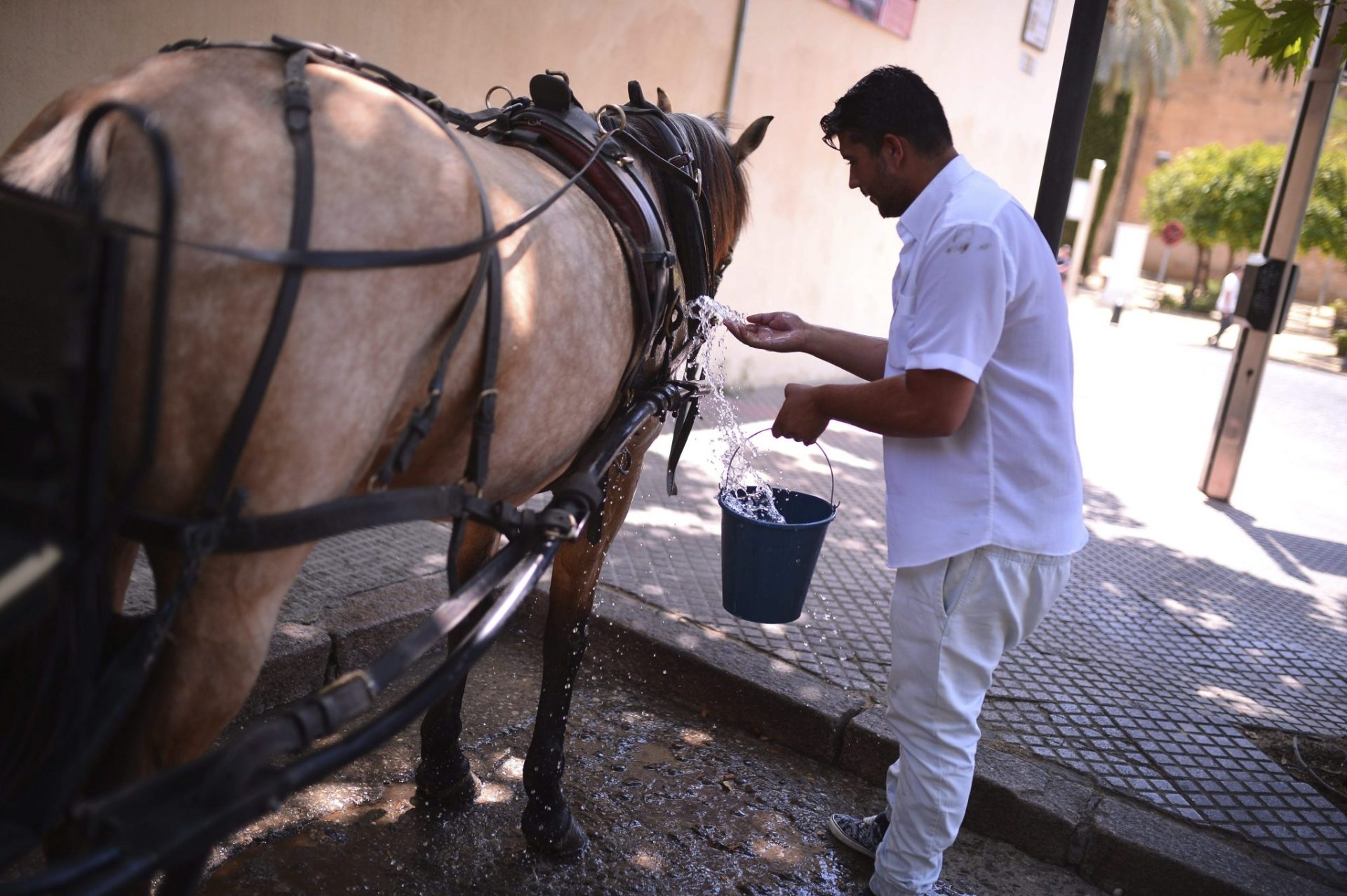 Un cochero cordobés refresca a su caballo.