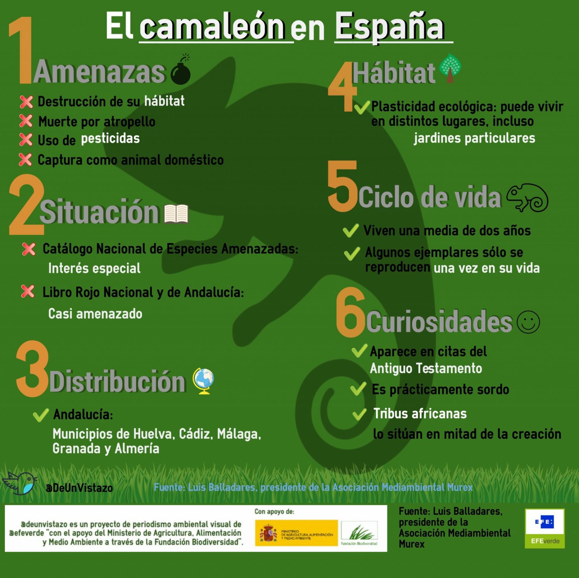 camaleon de un vistazo