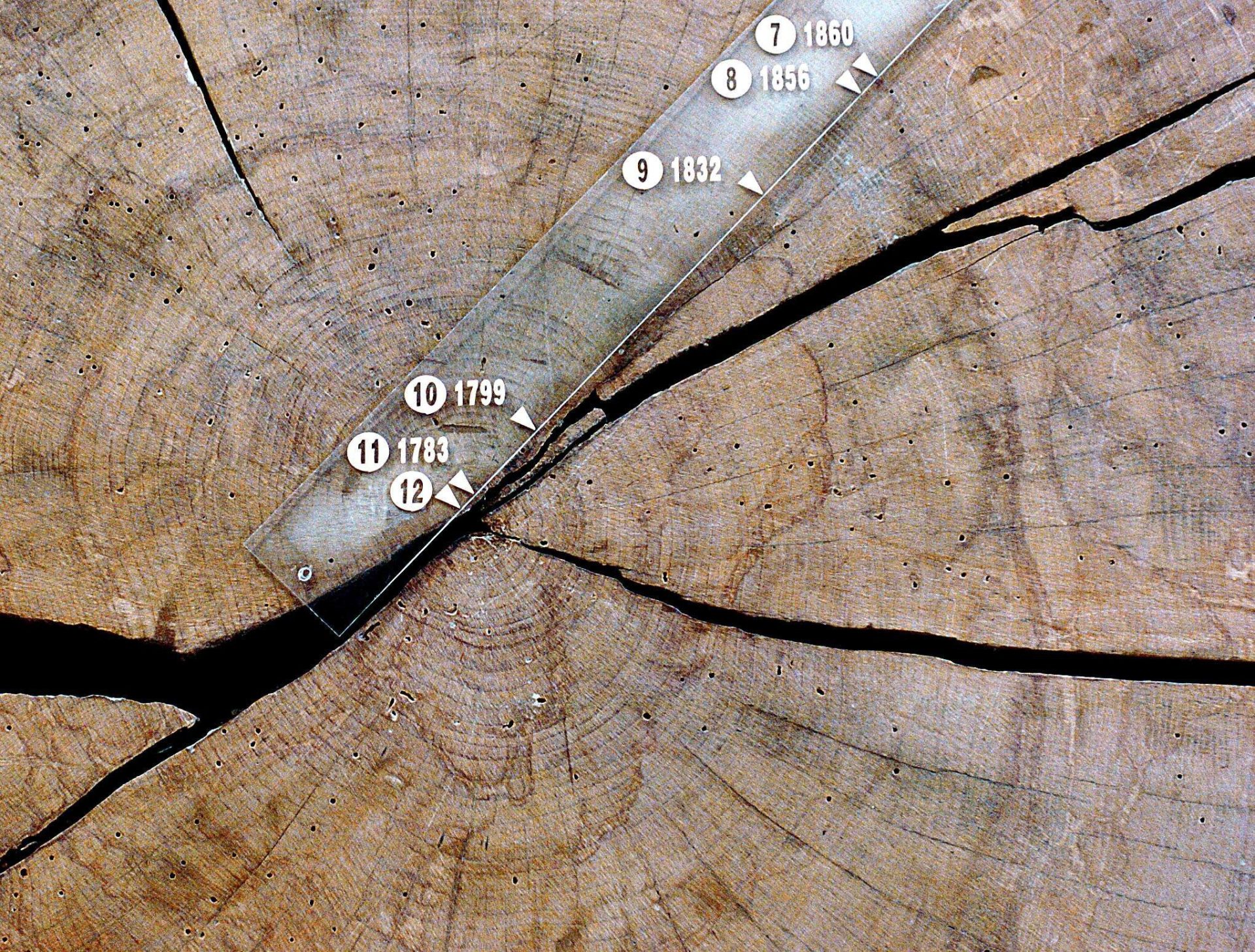 Los anillos del tronco de los árboles muestran los efectos del cambio climático.