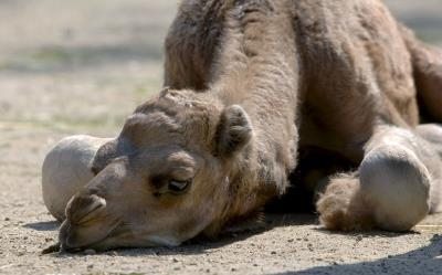 Una cría de camello recién nacida en una jaula de un zoológico.