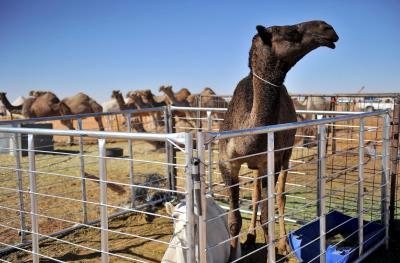 El camello ganador del premio "Rey Abdelaziz" , recibe más de 50.000 dólares.