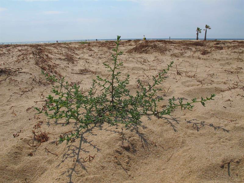 Campo de dunas creado a partir de plantas submarinas que llegan con las tempestades. 
