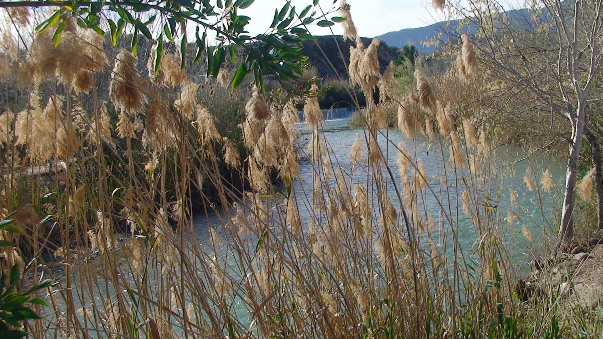 Cañas, especie exótica, en el margen del río Segura