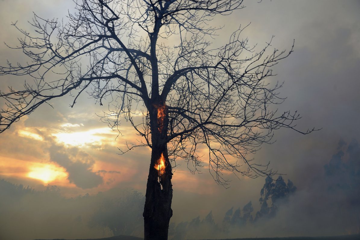Foto de archivo de un árbol quemado en un incendio forestal en Cantabria. EFE/Pedro Puente Hoyos