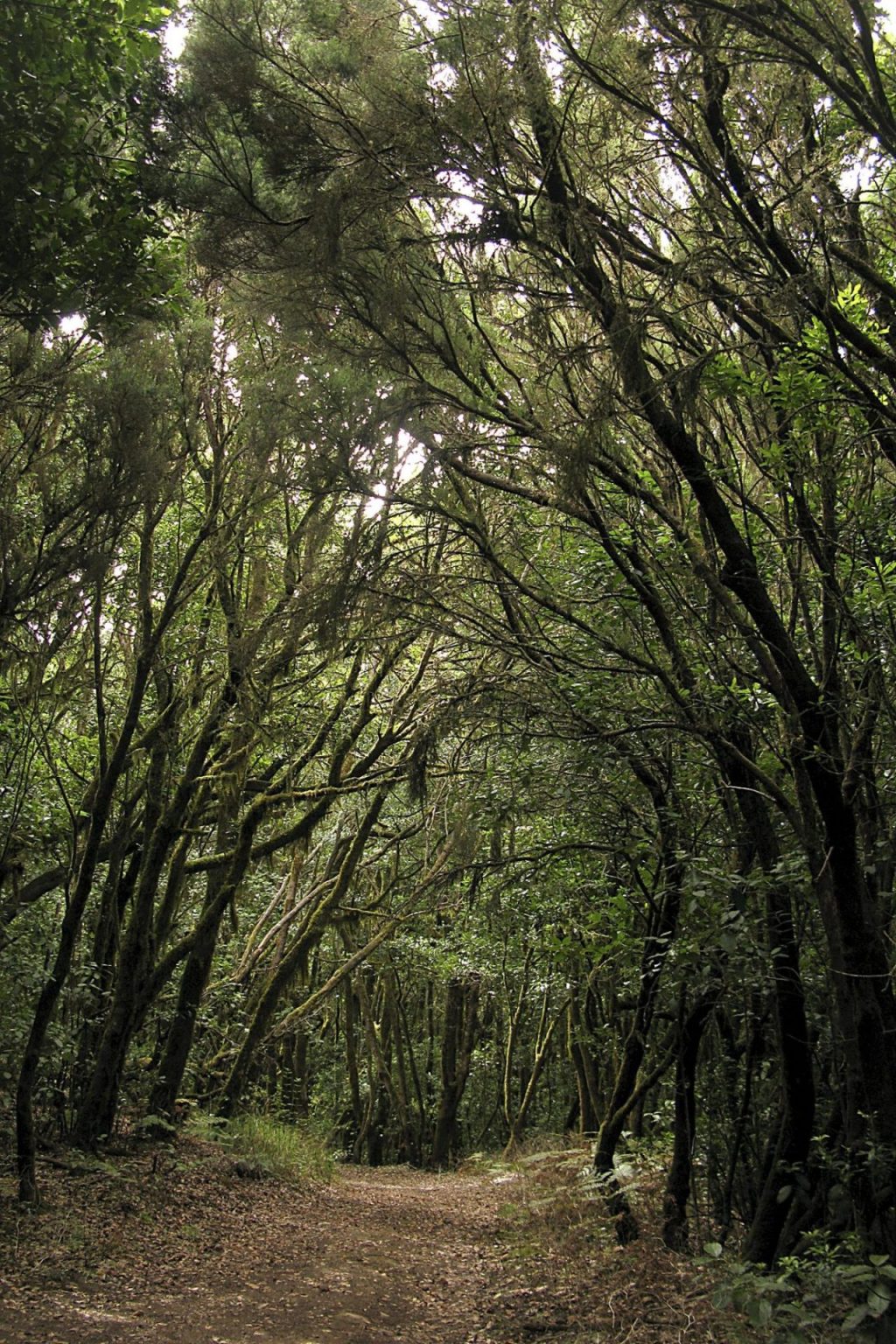Los bosques más biodiversos, los más resistentes a las sequías